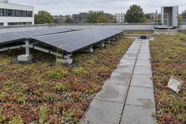 PV-Anlage auf extensivem Gründach